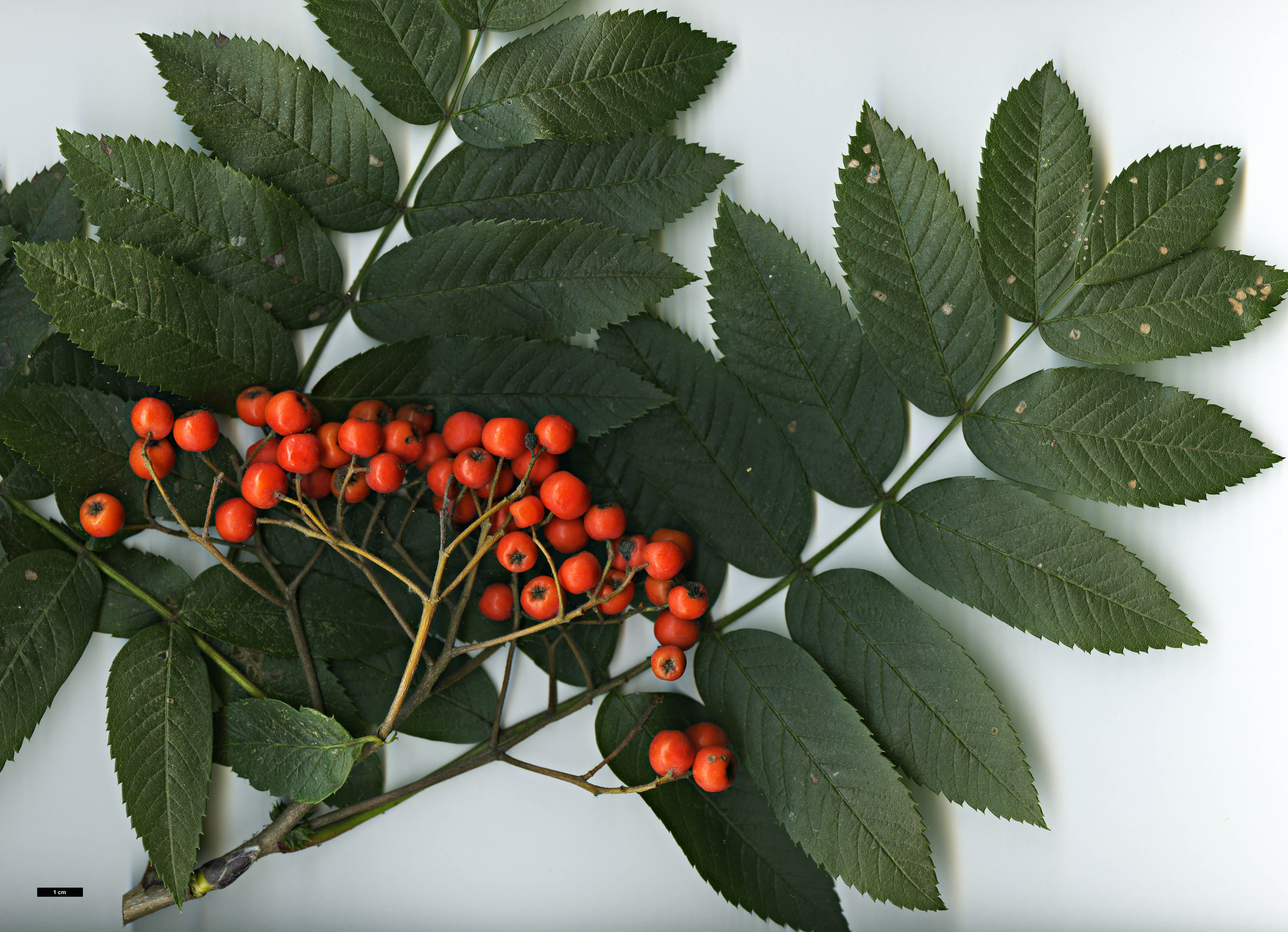 High resolution image: Family: Rosaceae - Genus: Sorbus - Taxon: aucuparia - SpeciesSub: subsp. pohuashanensis